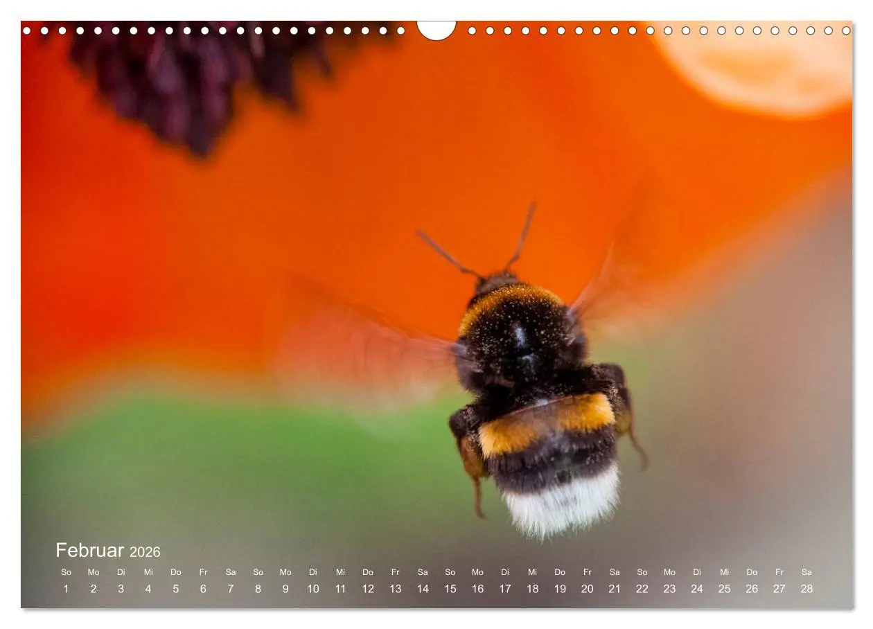Bild: 9783457908693 | Eine Safari im Garten (Wandkalender 2026 DIN A3 quer), CALVENDO...