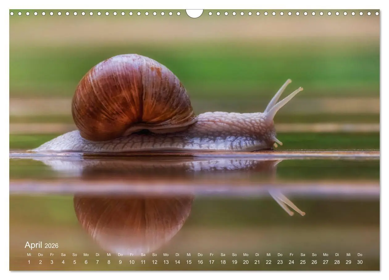 Bild: 9783457908693 | Eine Safari im Garten (Wandkalender 2026 DIN A3 quer), CALVENDO...