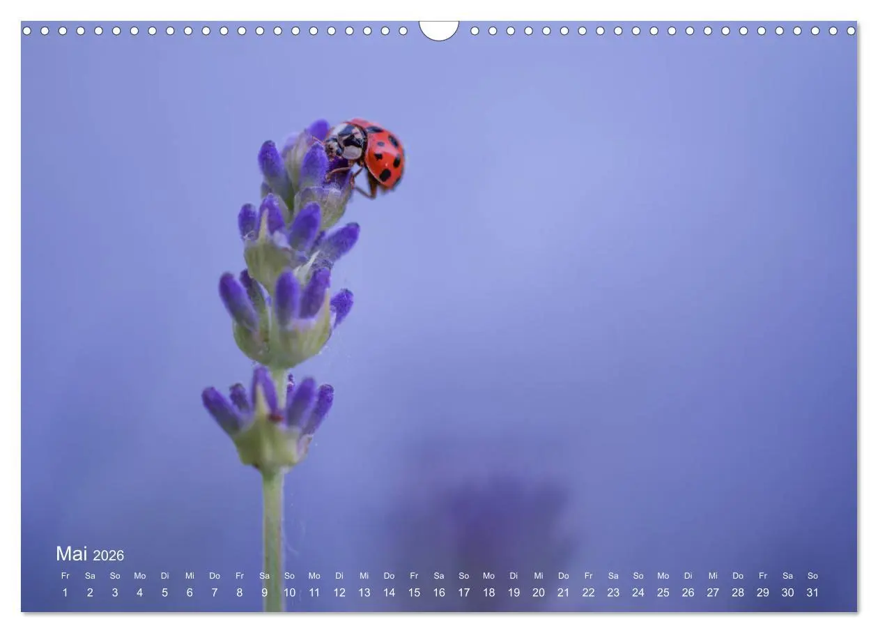 Bild: 9783457908693 | Eine Safari im Garten (Wandkalender 2026 DIN A3 quer), CALVENDO...