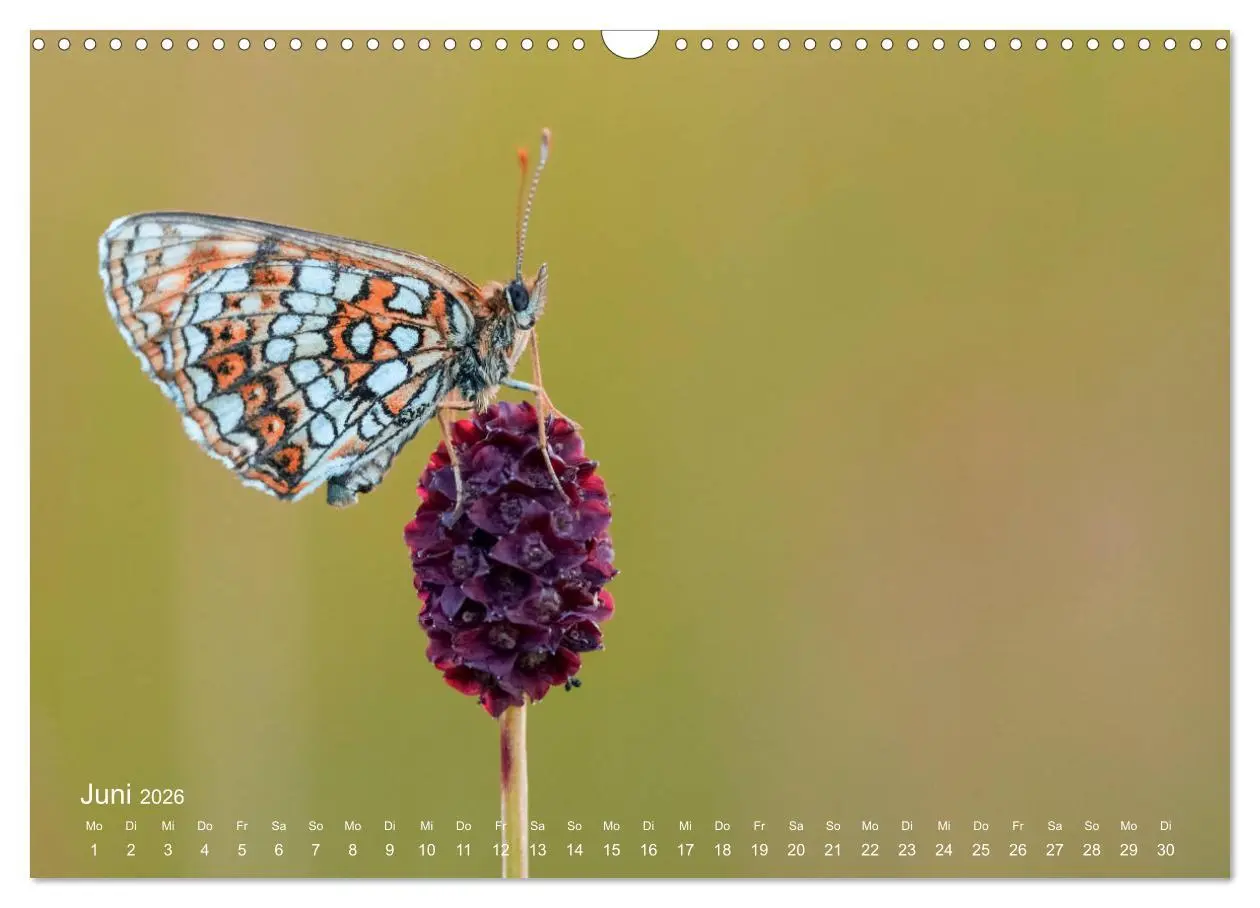 Bild: 9783457908693 | Eine Safari im Garten (Wandkalender 2026 DIN A3 quer), CALVENDO...