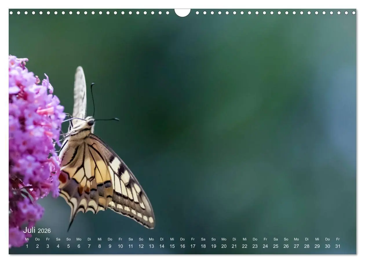 Bild: 9783457908693 | Eine Safari im Garten (Wandkalender 2026 DIN A3 quer), CALVENDO...