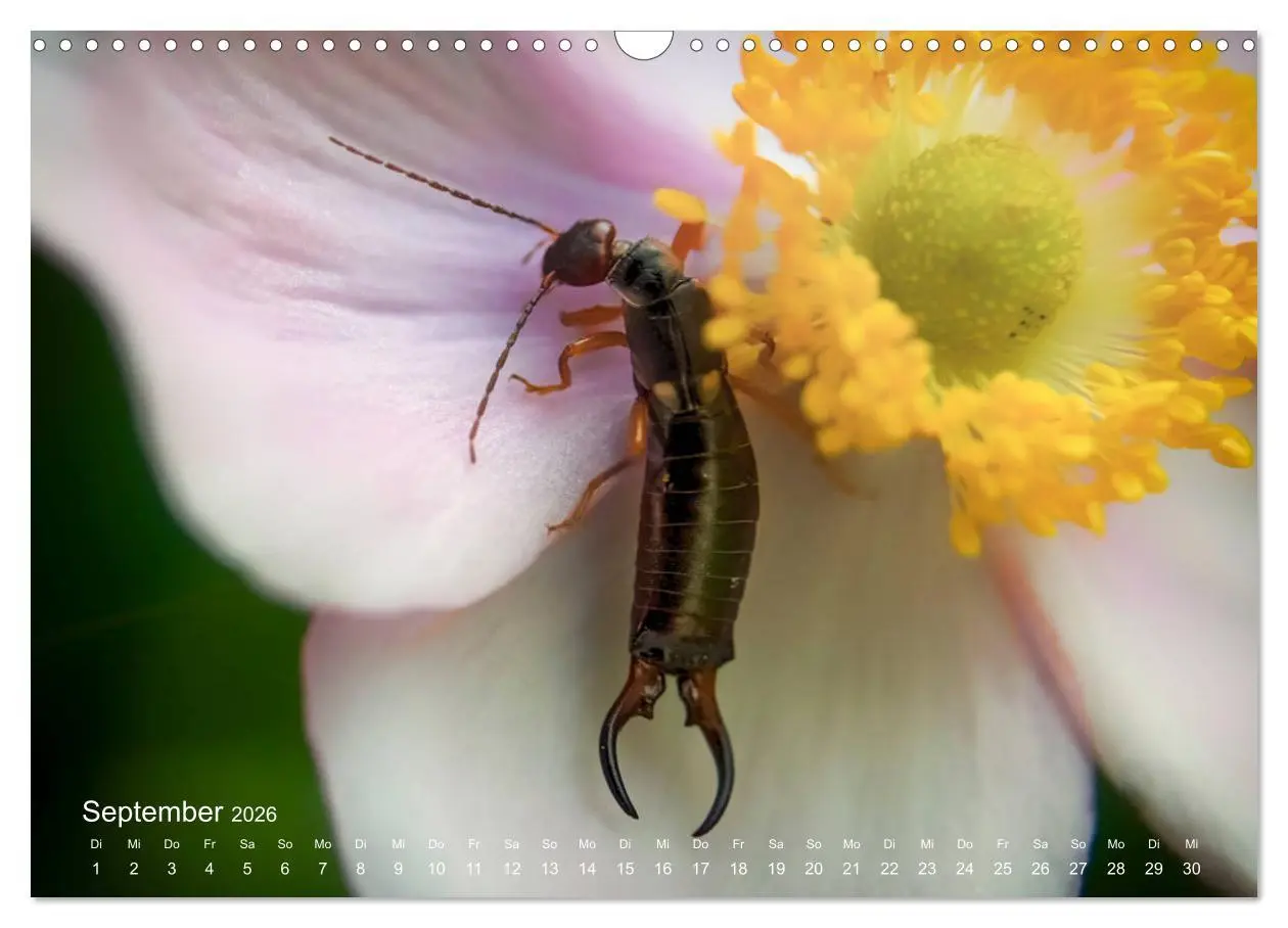 Bild: 9783457908693 | Eine Safari im Garten (Wandkalender 2026 DIN A3 quer), CALVENDO...