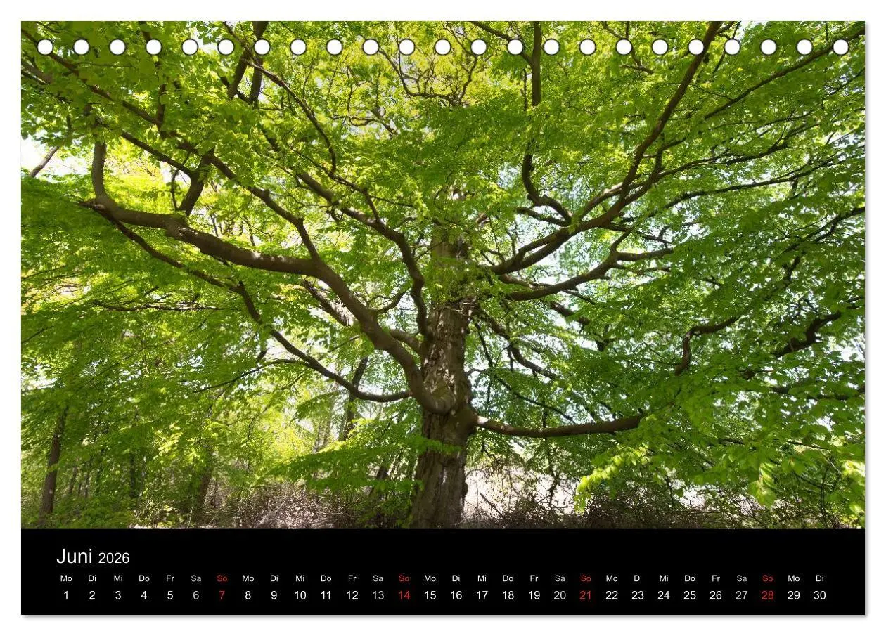 Bild: 9783516098693 | Mecklenburg - Vorpommern (Tischkalender 2026 DIN A5 quer), CALVENDO...