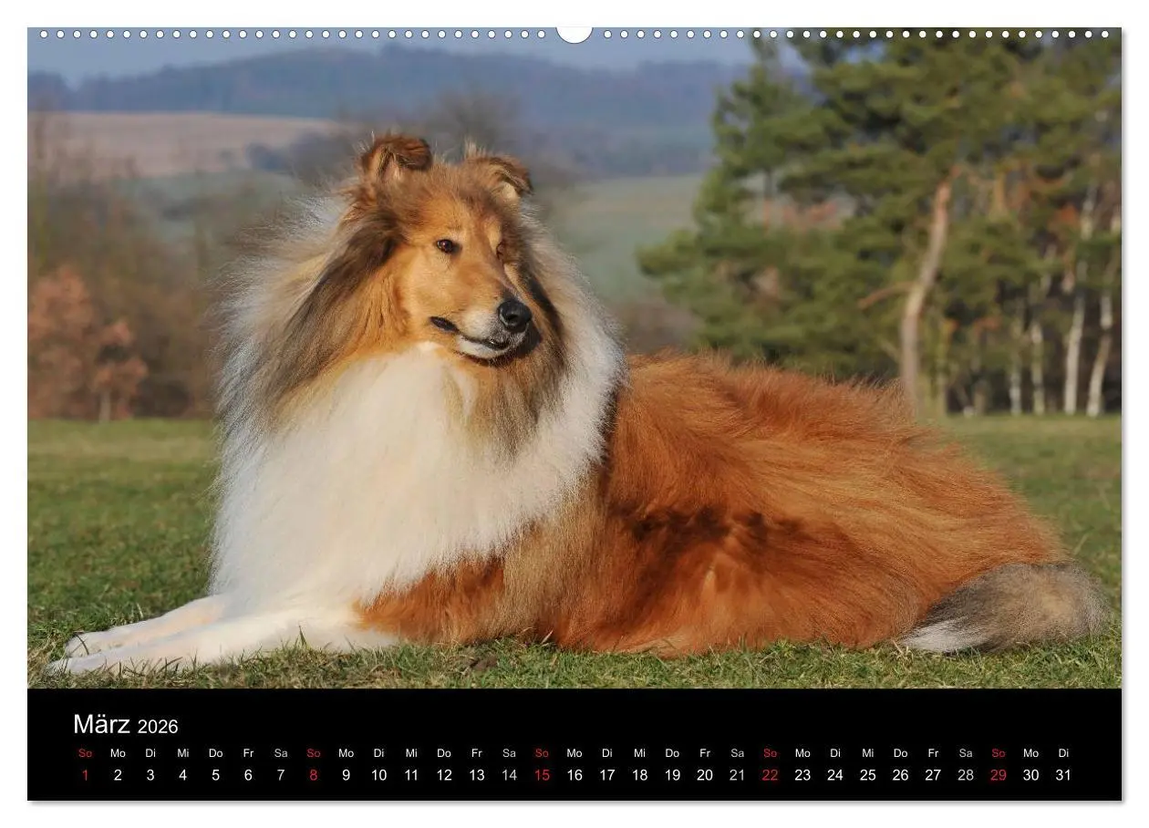 Bild: 9783516168693 | Faszination Collie 2026 (Wandkalender 2026 DIN A2 quer), CALVENDO...
