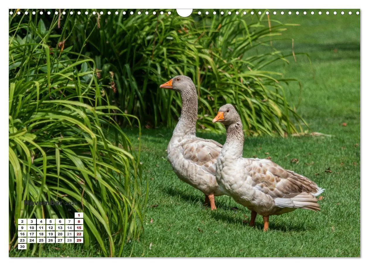 Bild: 9783457508893 | Kroatien - Entlang der Save (Wandkalender 2026 DIN A3 quer),...