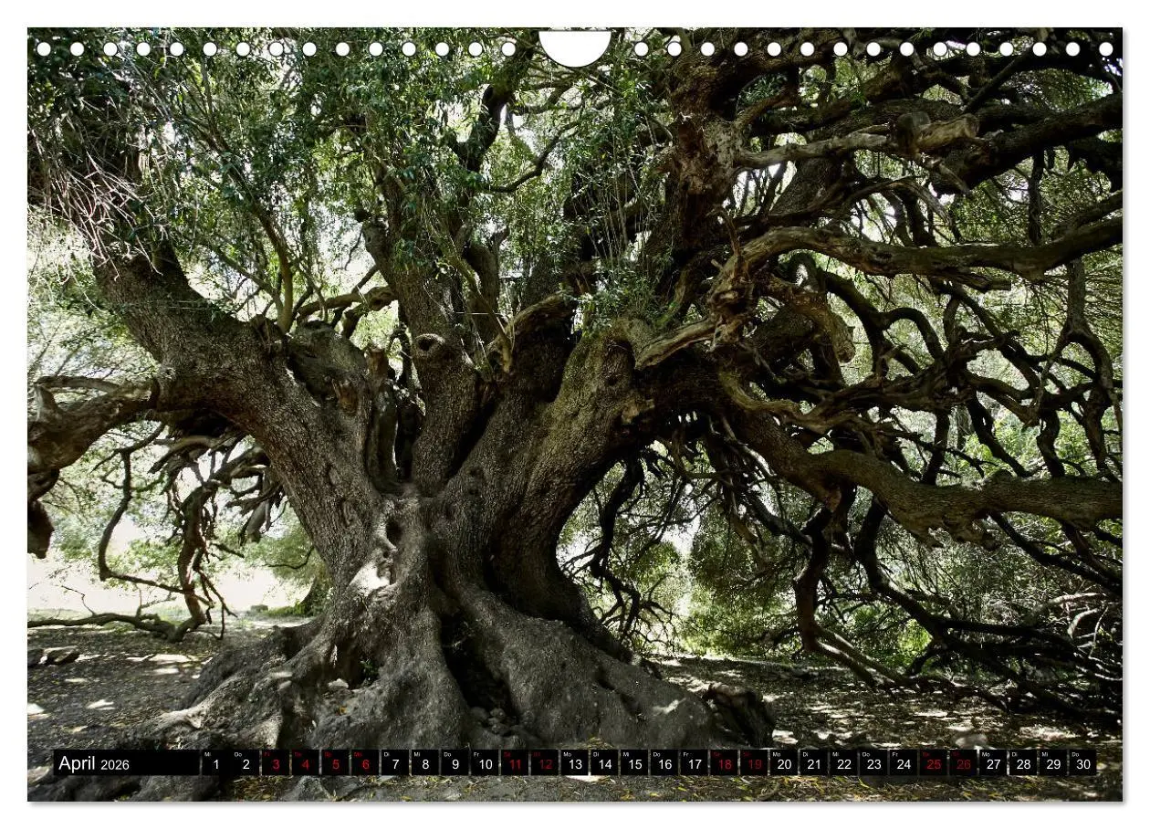Bild: 9783457808993 | Sardinien - Der Norden (Wandkalender 2026 DIN A4 quer), CALVENDO...