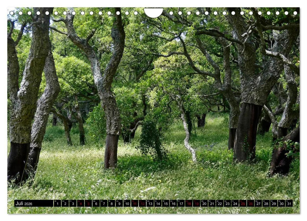Bild: 9783457808993 | Sardinien - Der Norden (Wandkalender 2026 DIN A4 quer), CALVENDO...
