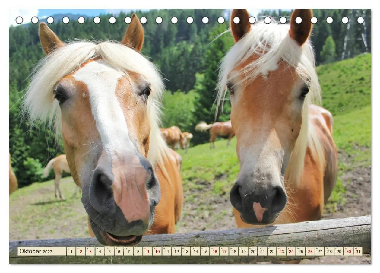 Bild: 9783569848993 | Tiroler Langmähnen (Tischkalender 2027 DIN A5 quer), CALVENDO...