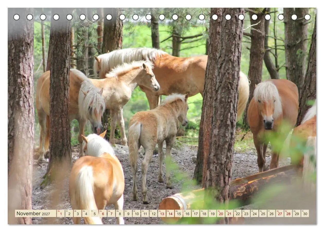 Bild: 9783569848993 | Tiroler Langmähnen (Tischkalender 2027 DIN A5 quer), CALVENDO...