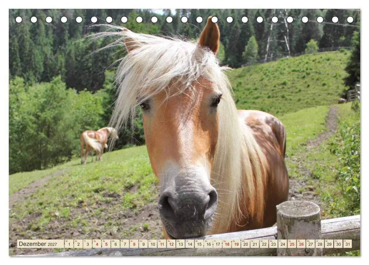 Bild: 9783569848993 | Tiroler Langmähnen (Tischkalender 2027 DIN A5 quer), CALVENDO...