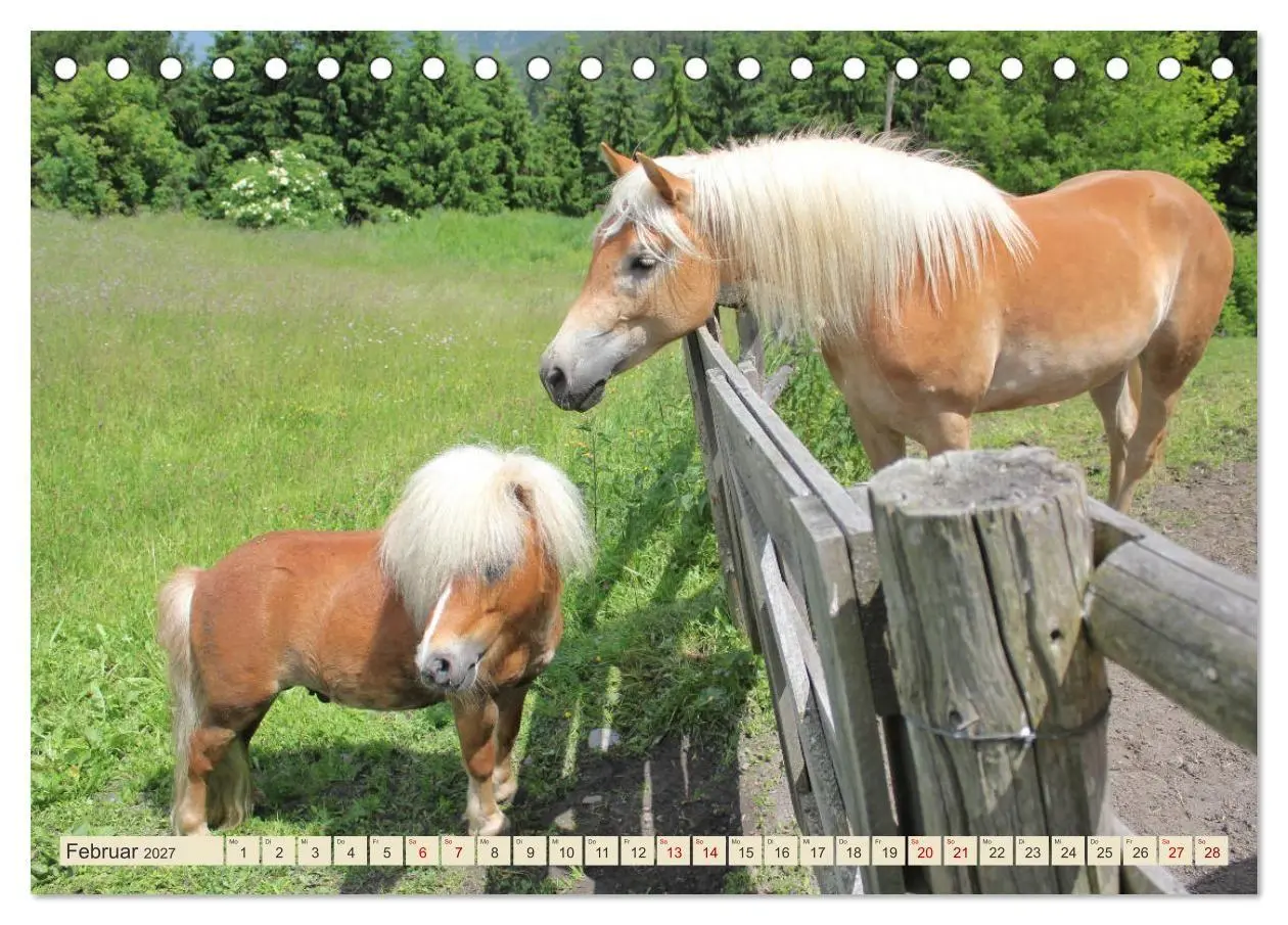 Bild: 9783569848993 | Tiroler Langmähnen (Tischkalender 2027 DIN A5 quer), CALVENDO...