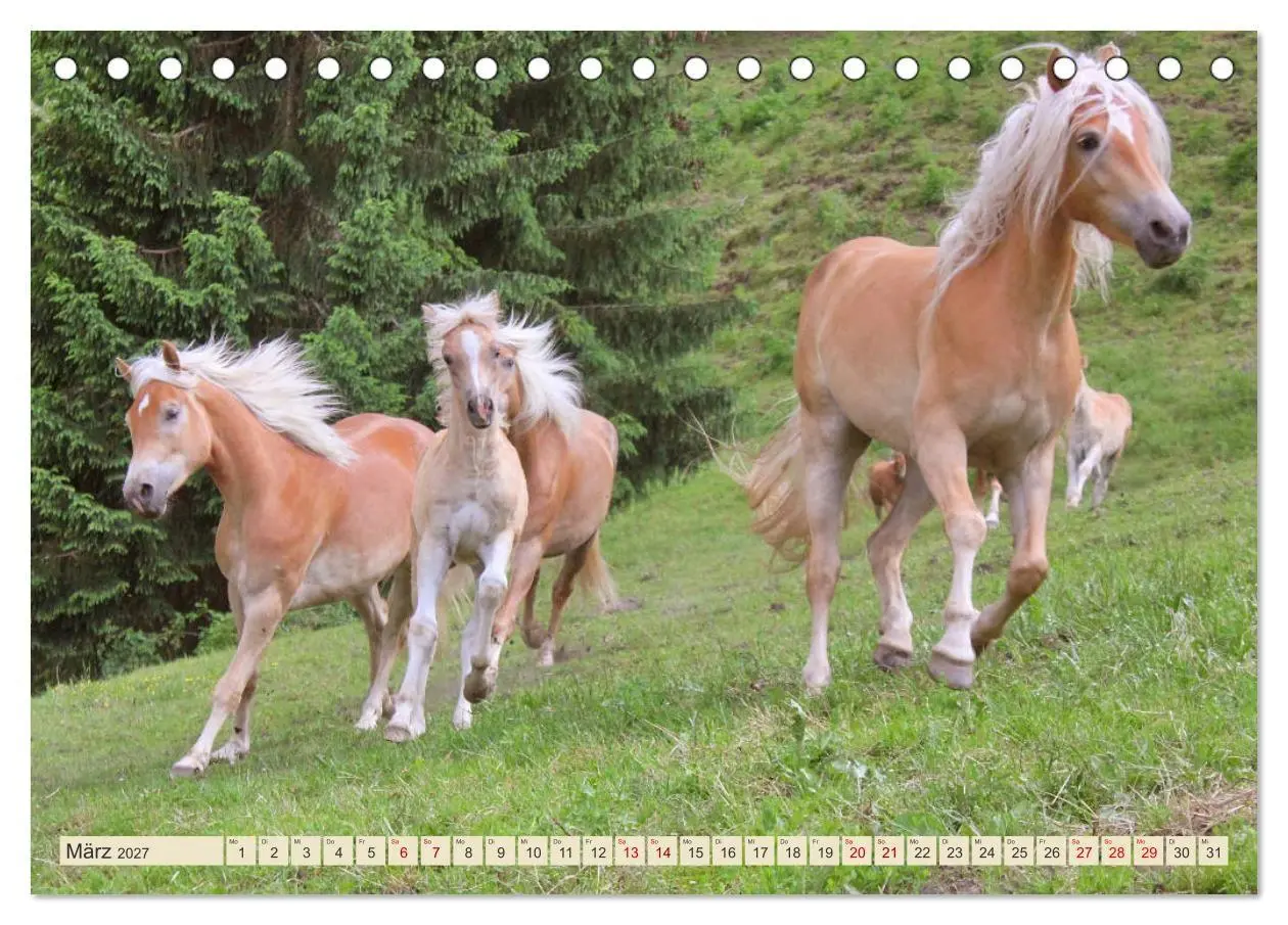 Bild: 9783569848993 | Tiroler Langmähnen (Tischkalender 2027 DIN A5 quer), CALVENDO...