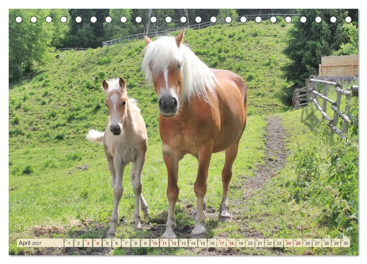 Bild: 9783569848993 | Tiroler Langmähnen (Tischkalender 2027 DIN A5 quer), CALVENDO...