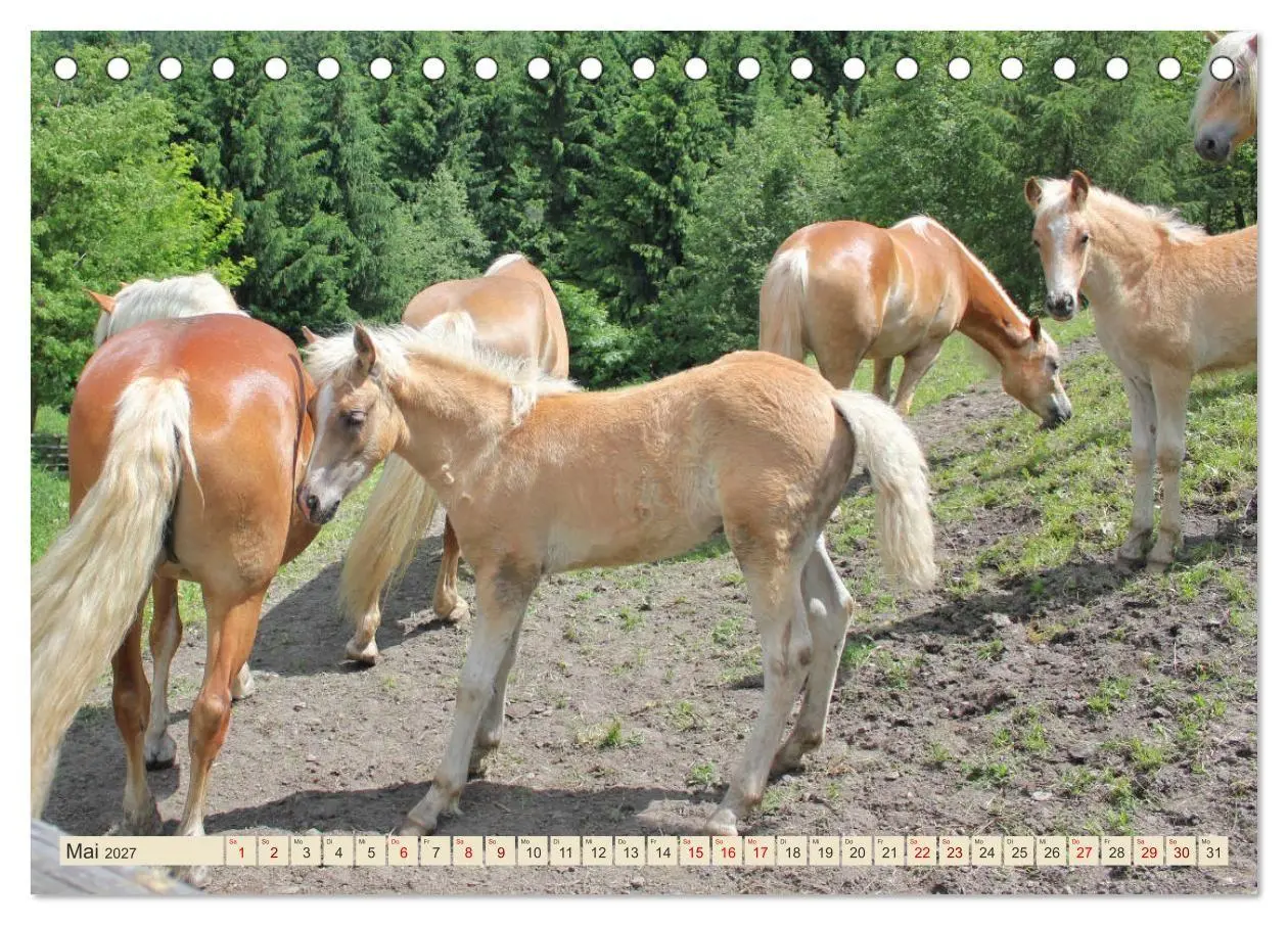 Bild: 9783569848993 | Tiroler Langmähnen (Tischkalender 2027 DIN A5 quer), CALVENDO...