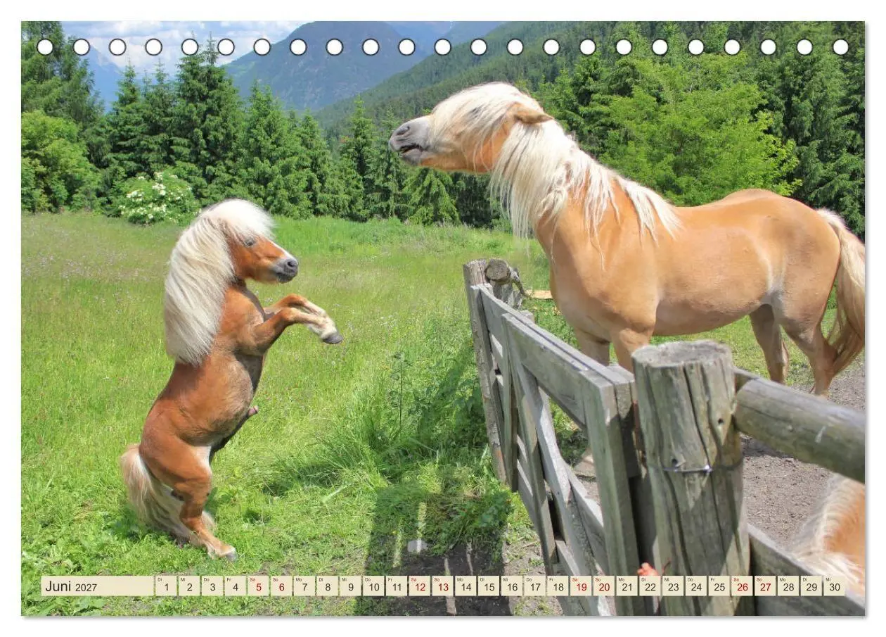 Bild: 9783569848993 | Tiroler Langmähnen (Tischkalender 2027 DIN A5 quer), CALVENDO...