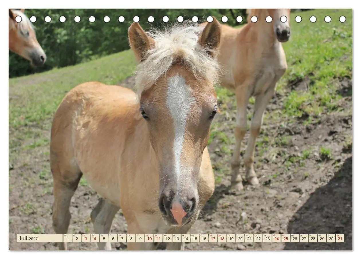 Bild: 9783569848993 | Tiroler Langmähnen (Tischkalender 2027 DIN A5 quer), CALVENDO...