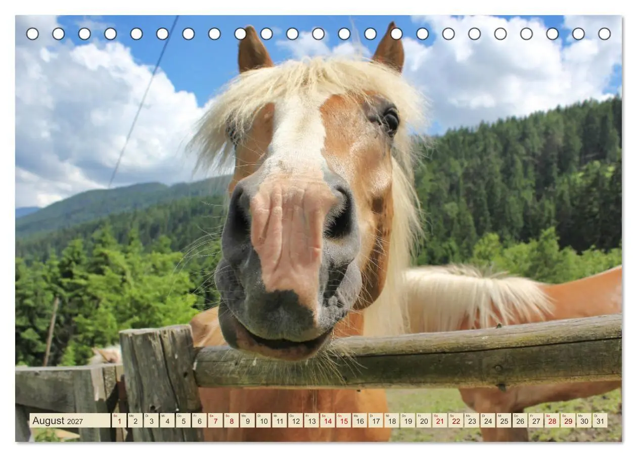 Bild: 9783569848993 | Tiroler Langmähnen (Tischkalender 2027 DIN A5 quer), CALVENDO...