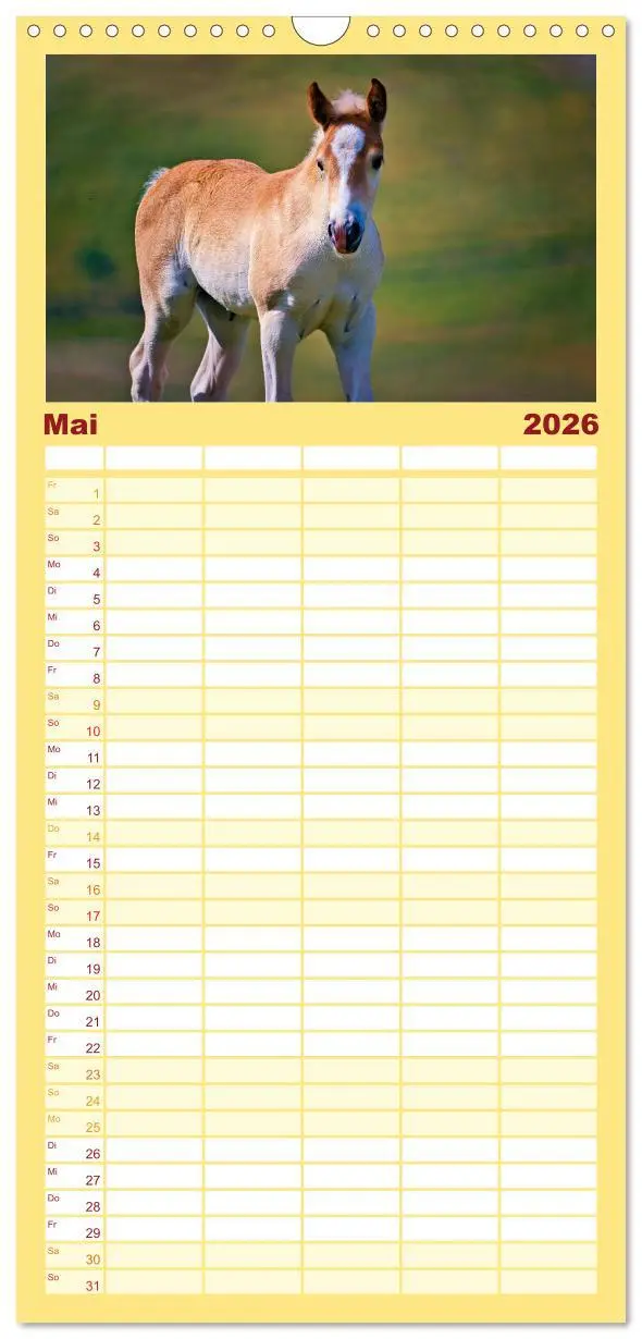 Bild: 9783516649093 | Familienplaner 2026 - Die besonderen Haflinger-Pferde mit 5 Spalten...