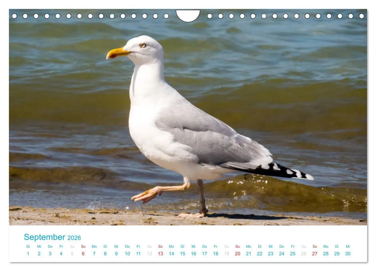 Bild: 9783516189193 | Der Darß Kalender (Wandkalender 2026 DIN A4 quer), CALVENDO...