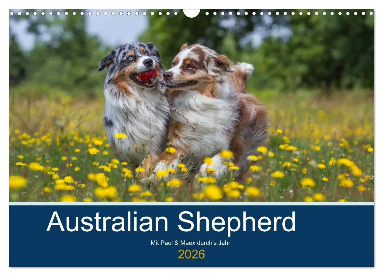 Cover: 9783516009293 | Australian Shepherd 2026 (Wandkalender 2026 DIN A3 quer), CALVENDO...