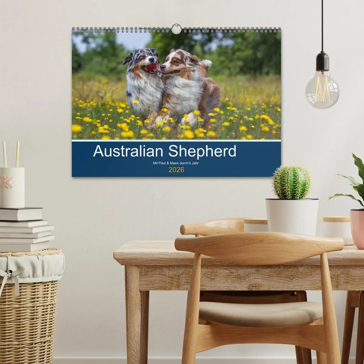 Bild: 9783516009293 | Australian Shepherd 2026 (Wandkalender 2026 DIN A3 quer), CALVENDO...