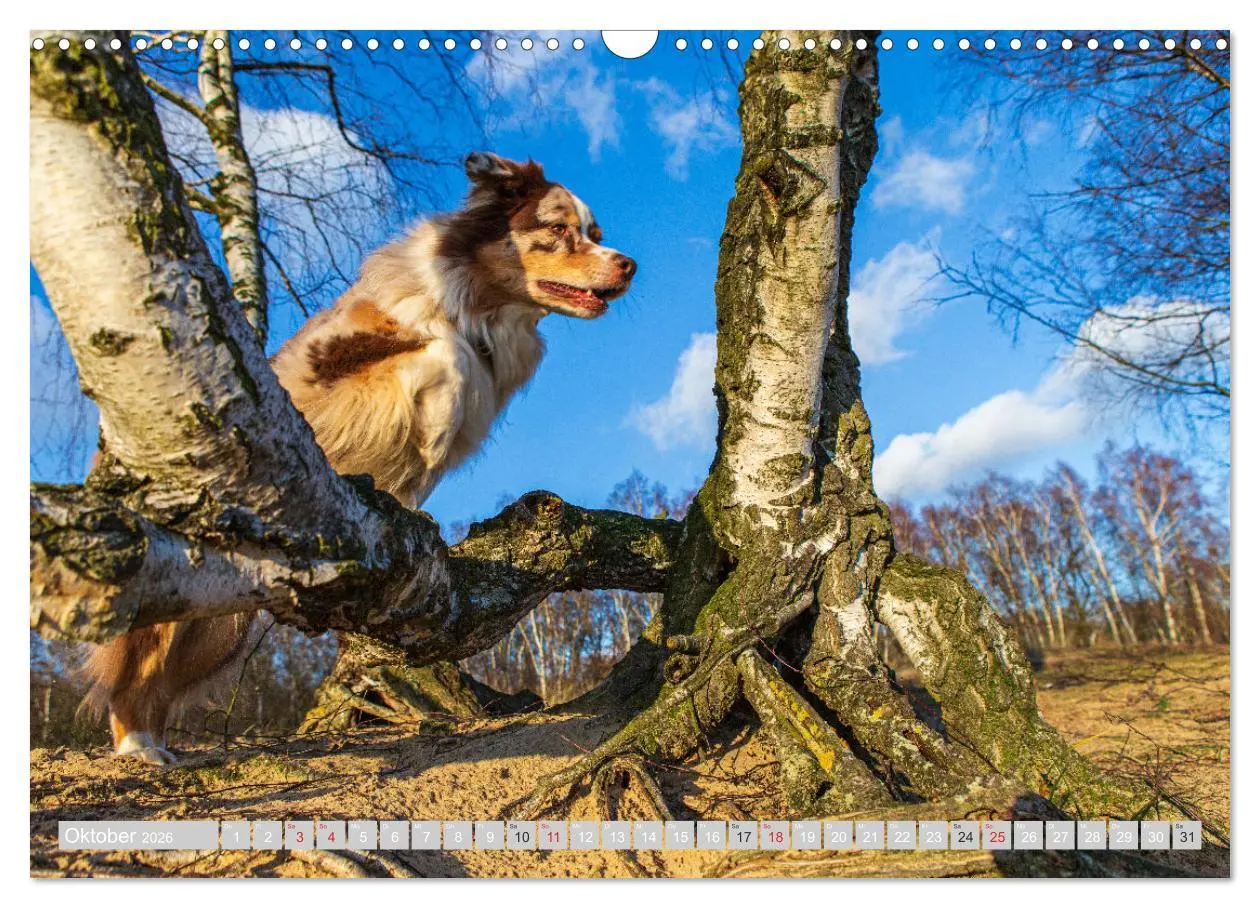 Bild: 9783516009293 | Australian Shepherd 2026 (Wandkalender 2026 DIN A3 quer), CALVENDO...