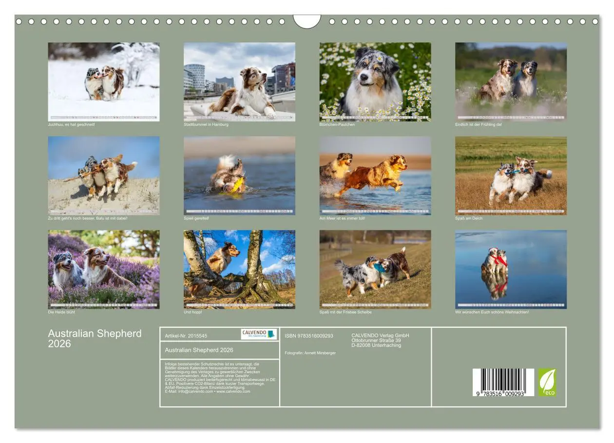 Bild: 9783516009293 | Australian Shepherd 2026 (Wandkalender 2026 DIN A3 quer), CALVENDO...