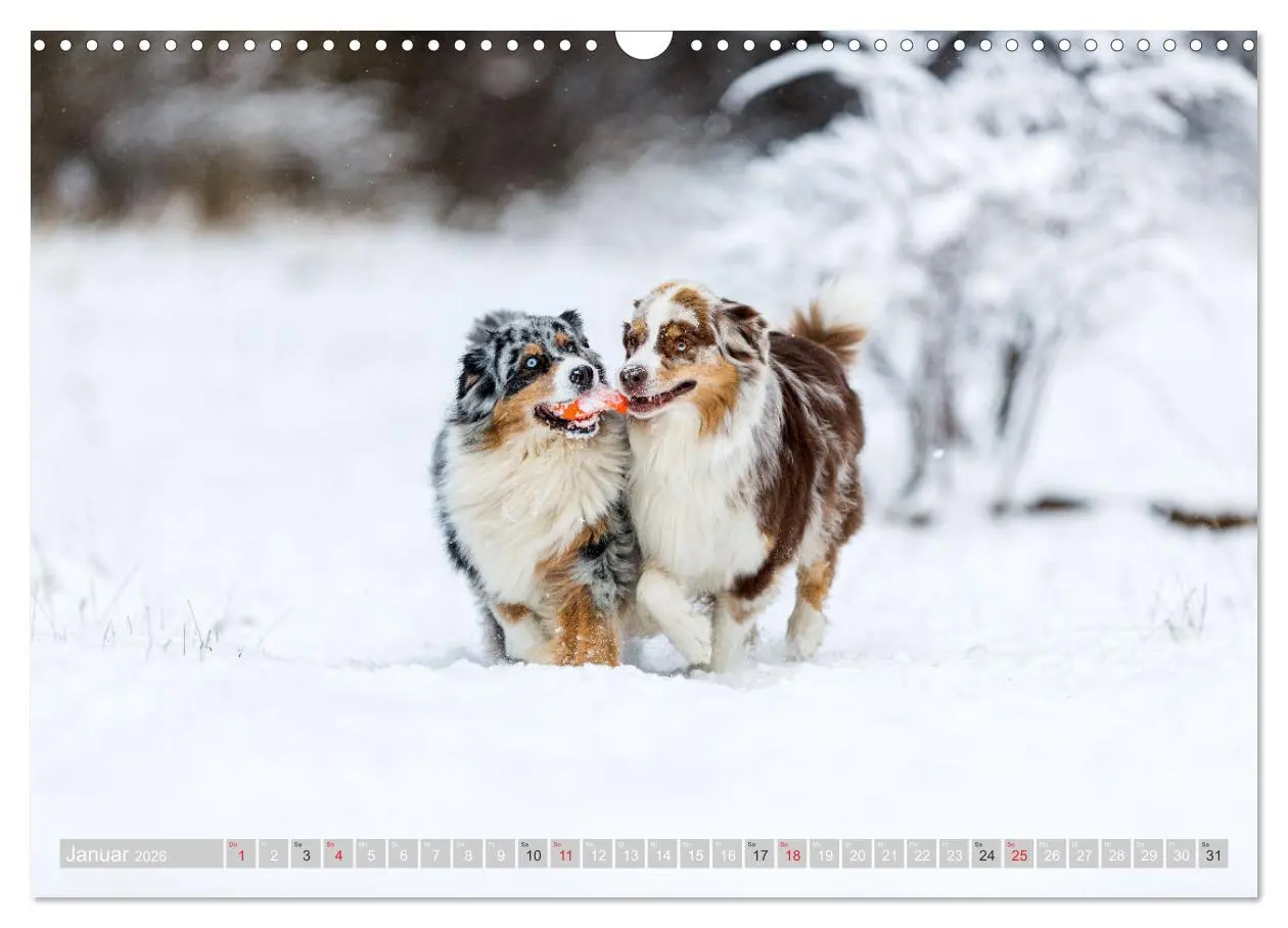 Bild: 9783516009293 | Australian Shepherd 2026 (Wandkalender 2026 DIN A3 quer), CALVENDO...