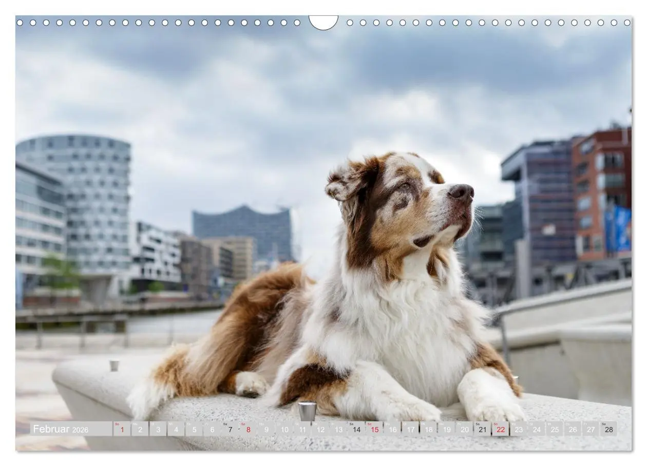 Bild: 9783516009293 | Australian Shepherd 2026 (Wandkalender 2026 DIN A3 quer), CALVENDO...