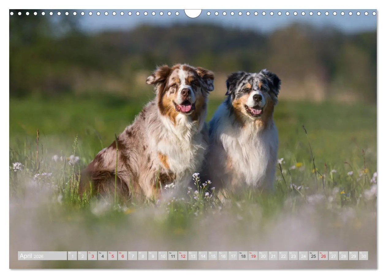 Bild: 9783516009293 | Australian Shepherd 2026 (Wandkalender 2026 DIN A3 quer), CALVENDO...
