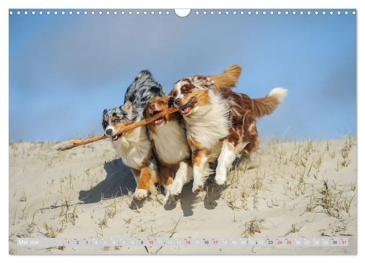 Bild: 9783516009293 | Australian Shepherd 2026 (Wandkalender 2026 DIN A3 quer), CALVENDO...