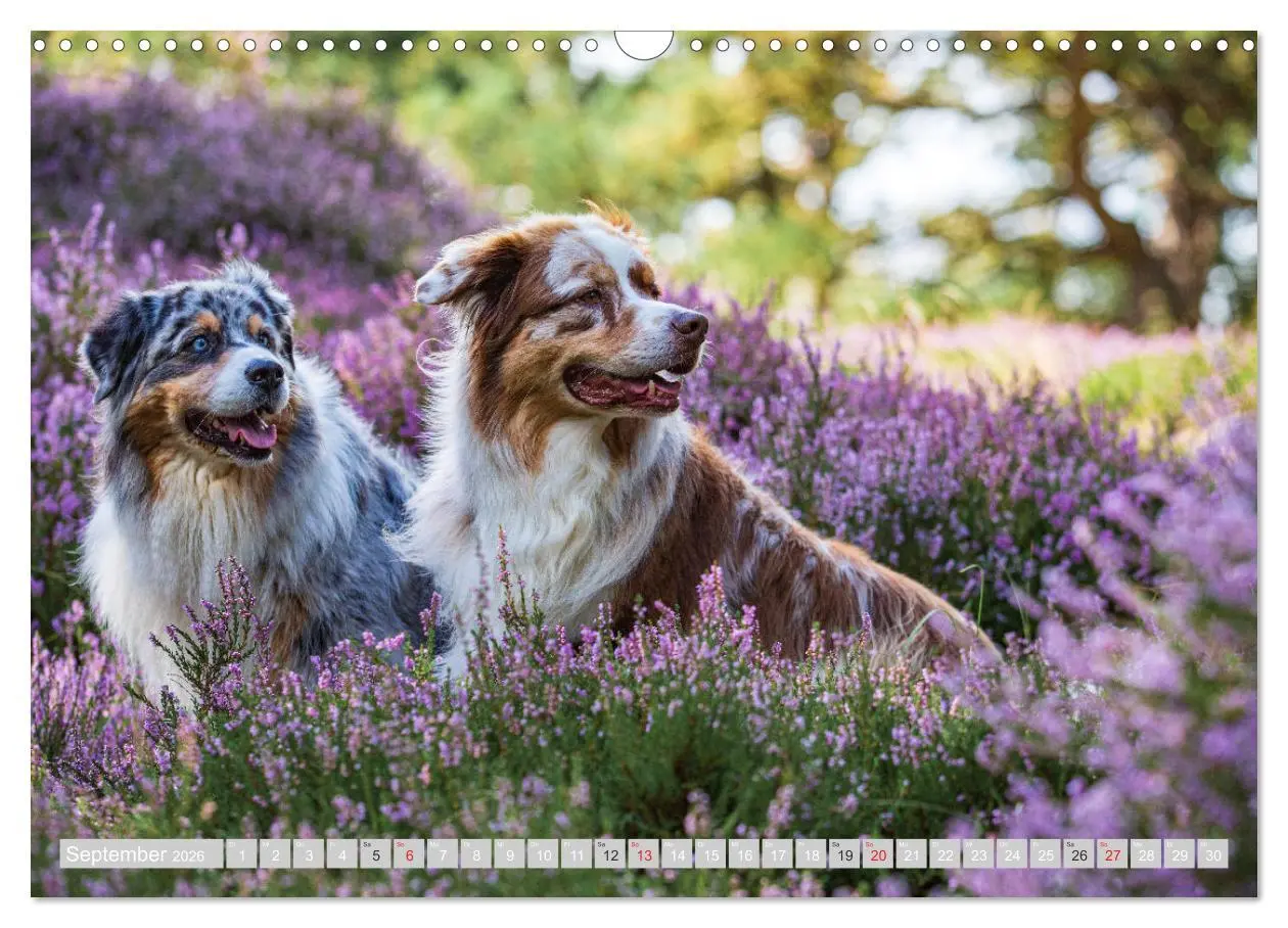 Bild: 9783516009293 | Australian Shepherd 2026 (Wandkalender 2026 DIN A3 quer), CALVENDO...