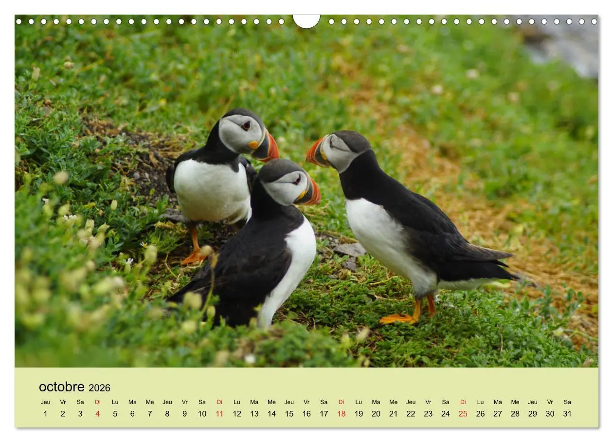 Bild: 9783516559293 | Macareux-moines Des petits oiseaux originaux! (Calendrier mural...