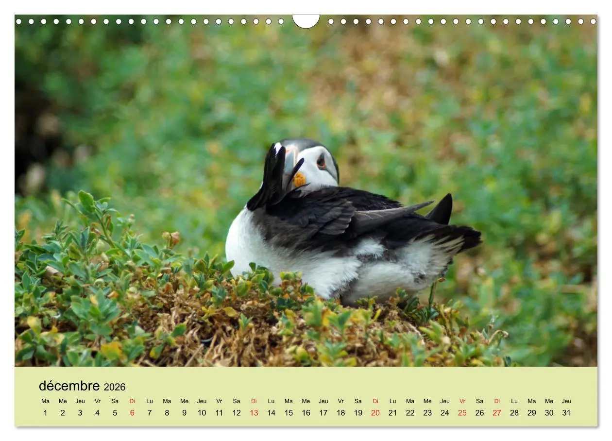 Bild: 9783516559293 | Macareux-moines Des petits oiseaux originaux! (Calendrier mural...