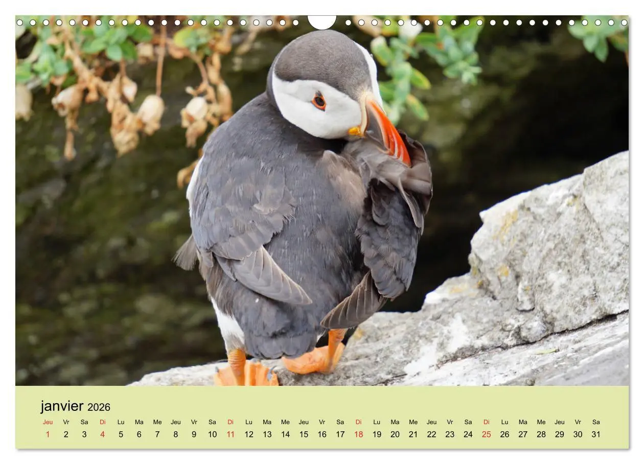 Bild: 9783516559293 | Macareux-moines Des petits oiseaux originaux! (Calendrier mural...