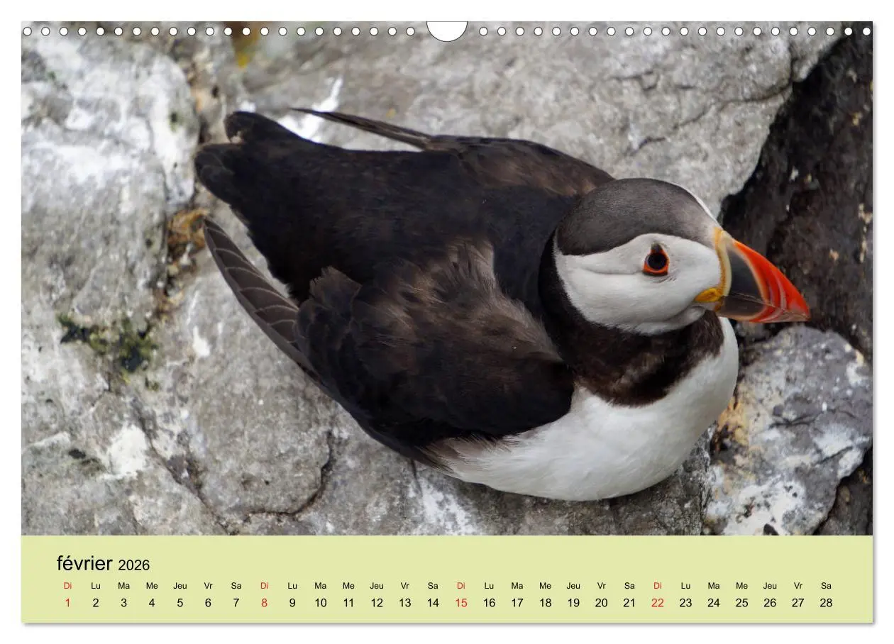 Bild: 9783516559293 | Macareux-moines Des petits oiseaux originaux! (Calendrier mural...