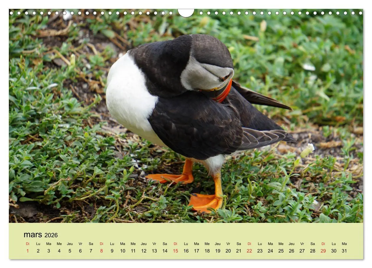 Bild: 9783516559293 | Macareux-moines Des petits oiseaux originaux! (Calendrier mural...