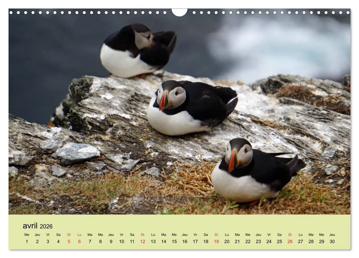 Bild: 9783516559293 | Macareux-moines Des petits oiseaux originaux! (Calendrier mural...