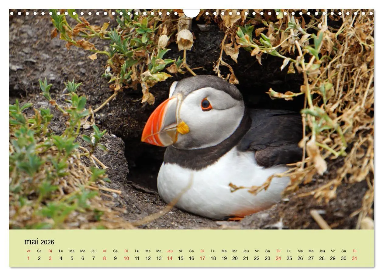 Bild: 9783516559293 | Macareux-moines Des petits oiseaux originaux! (Calendrier mural...
