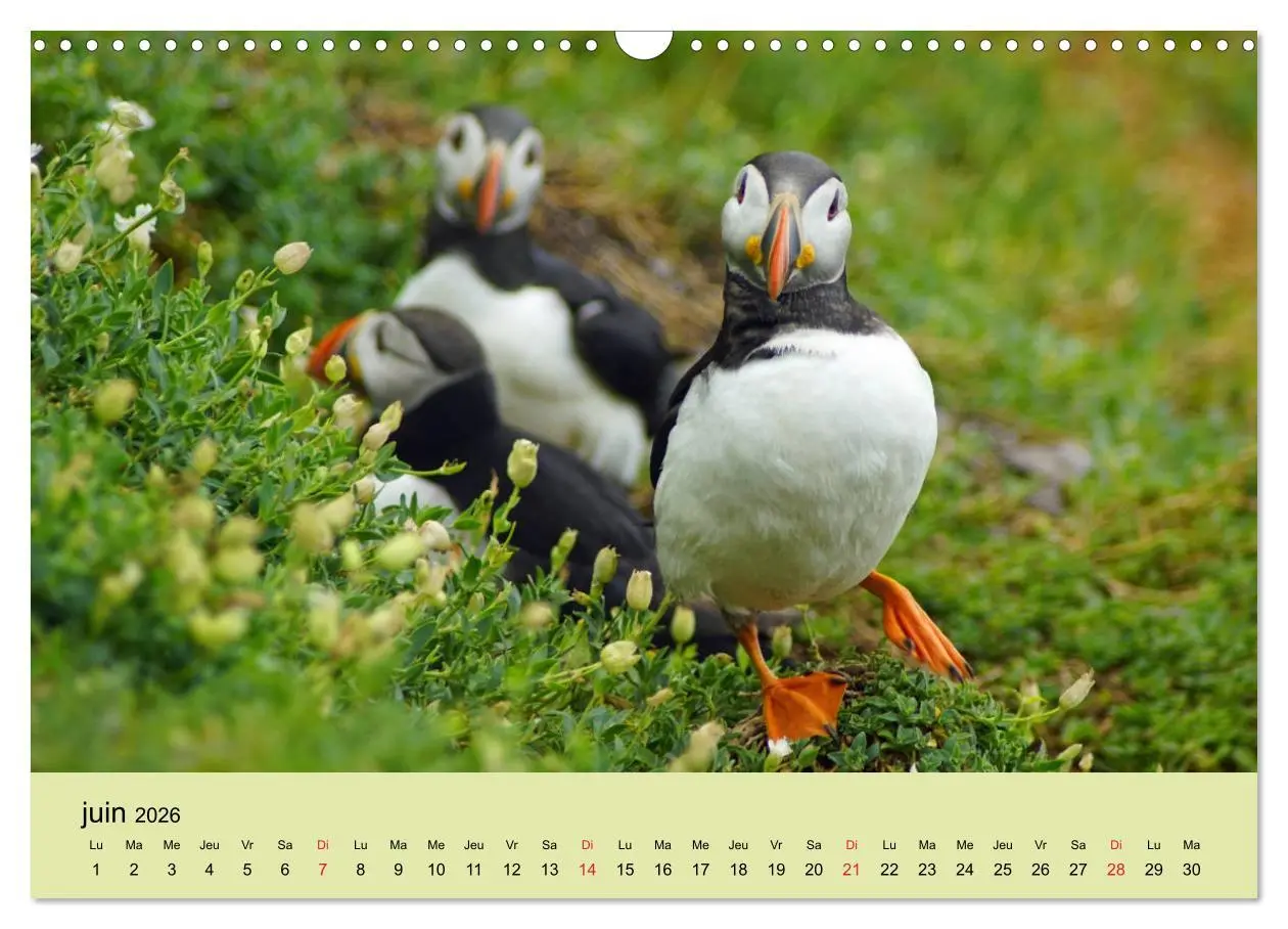 Bild: 9783516559293 | Macareux-moines Des petits oiseaux originaux! (Calendrier mural...