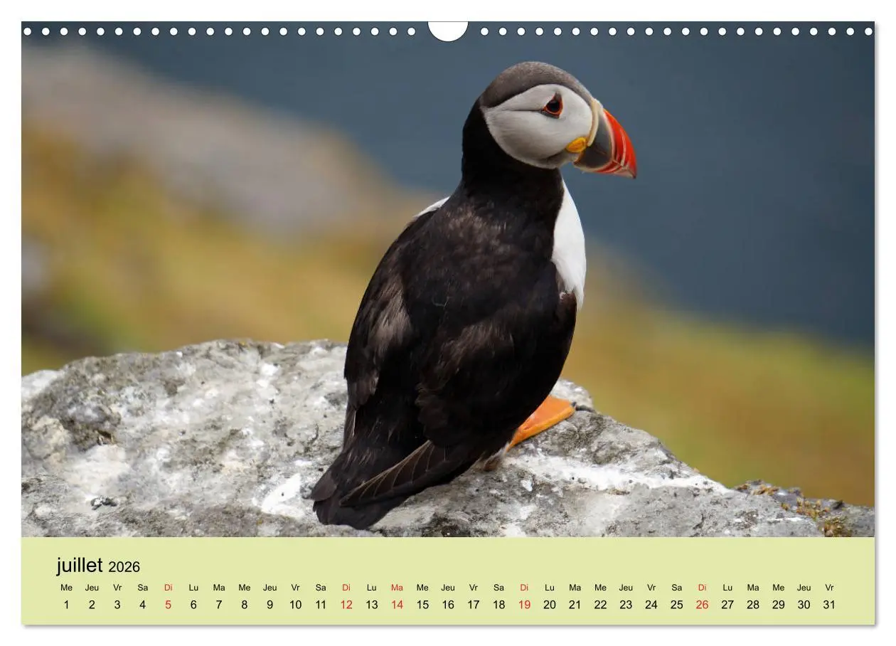 Bild: 9783516559293 | Macareux-moines Des petits oiseaux originaux! (Calendrier mural...