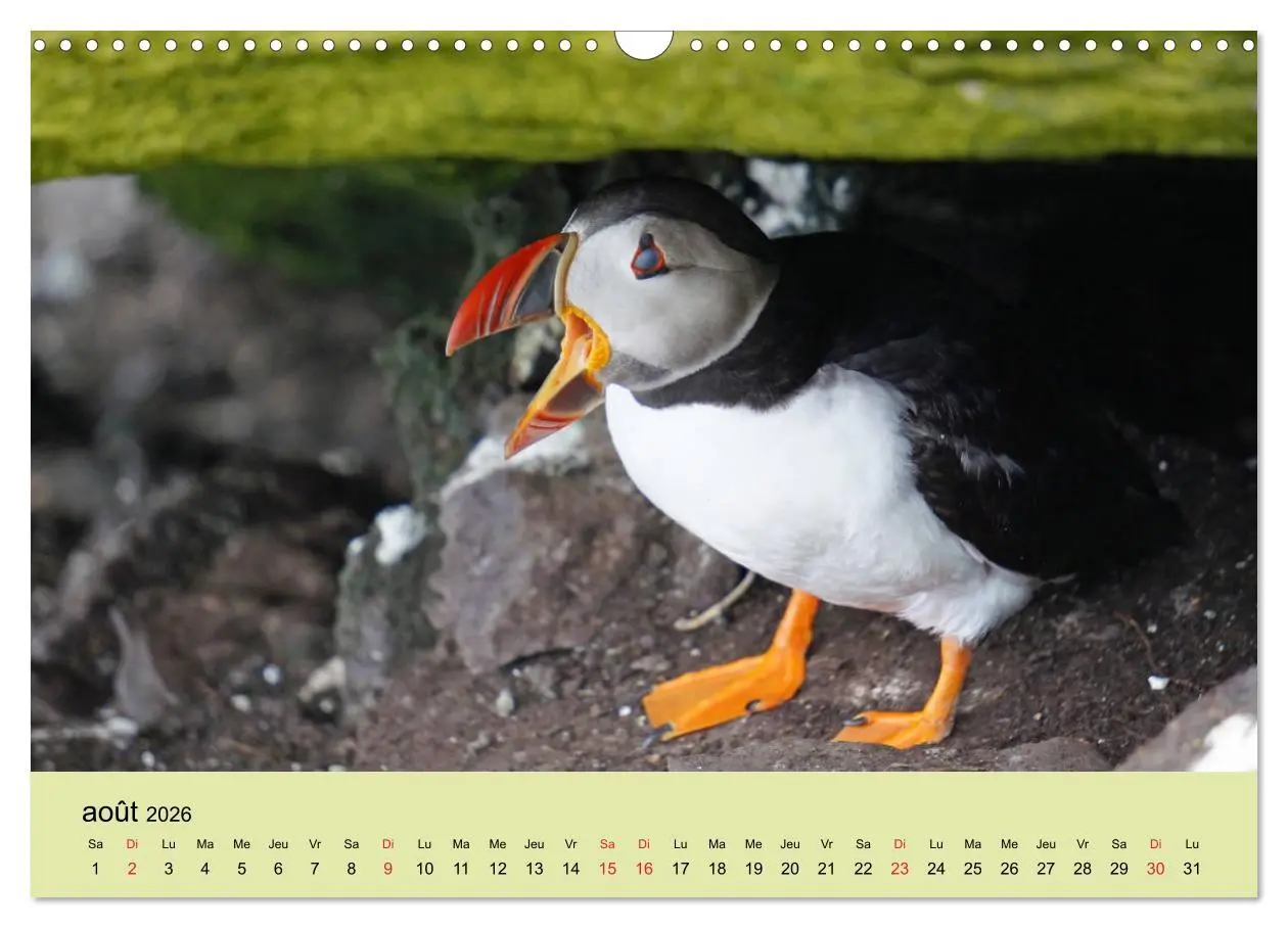 Bild: 9783516559293 | Macareux-moines Des petits oiseaux originaux! (Calendrier mural...