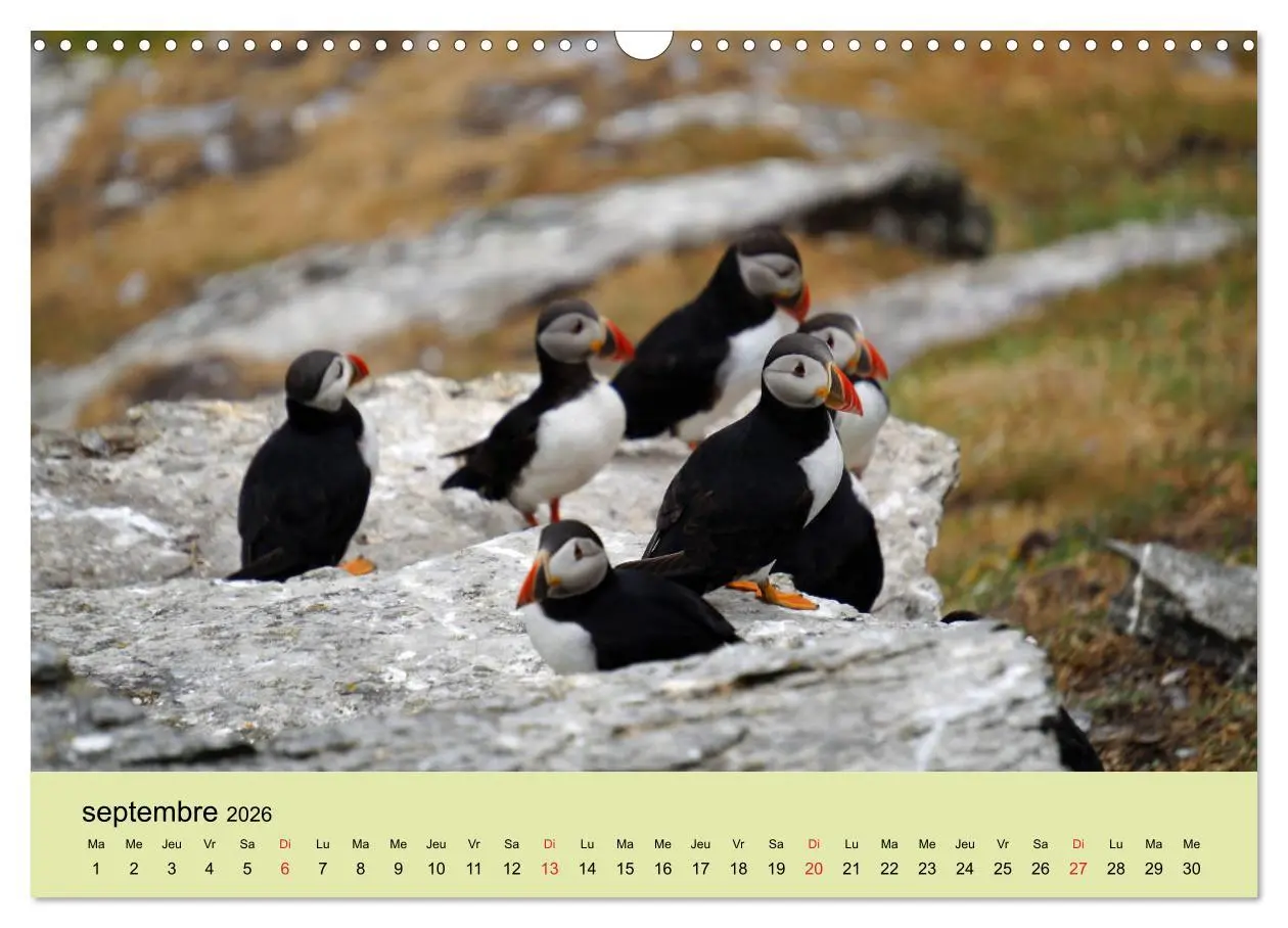 Bild: 9783516559293 | Macareux-moines Des petits oiseaux originaux! (Calendrier mural...