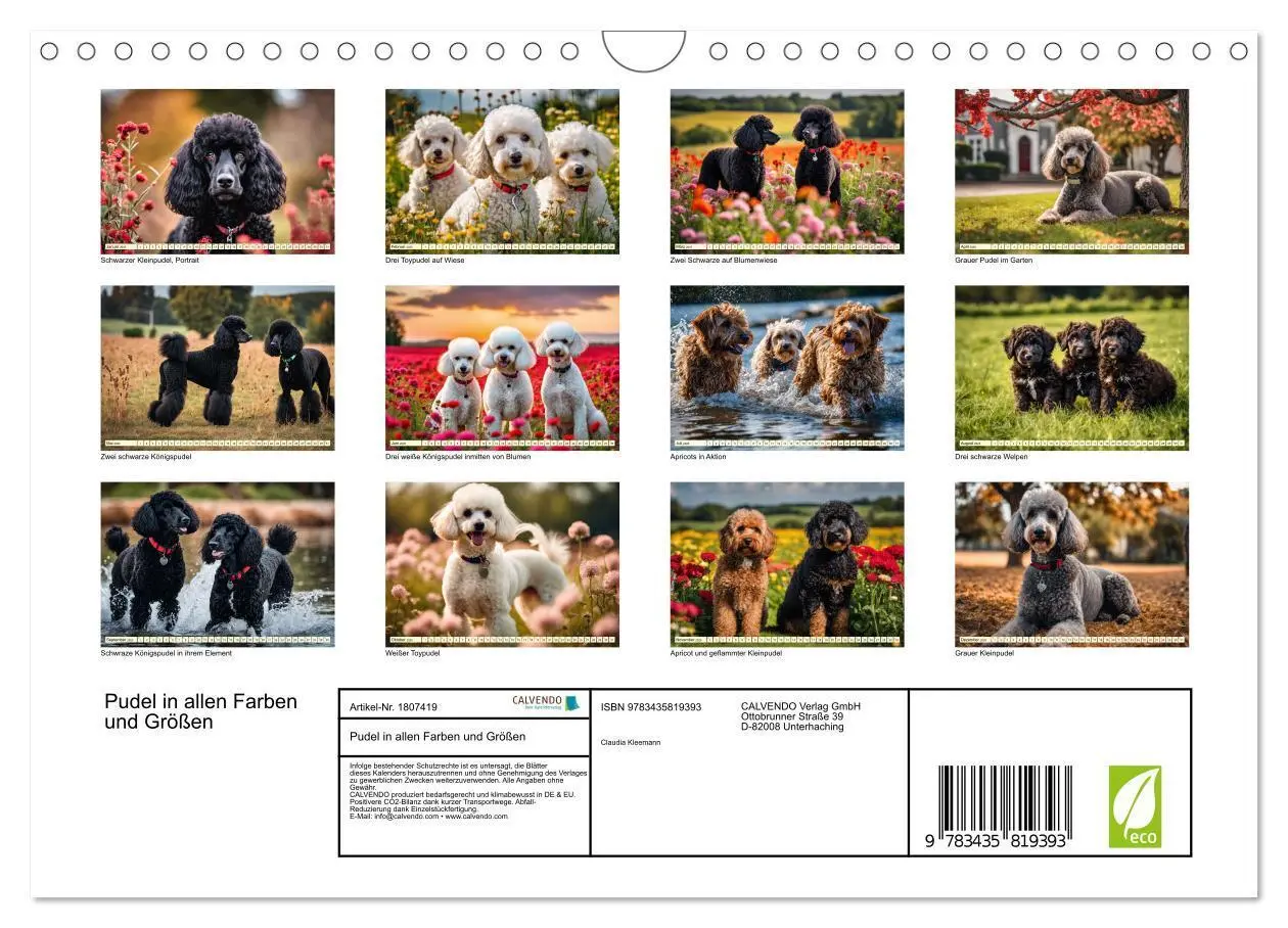 Bild: 9783435819393 | Pudel in allen Farben und Größen (Wandkalender 2025 DIN A4 quer),...