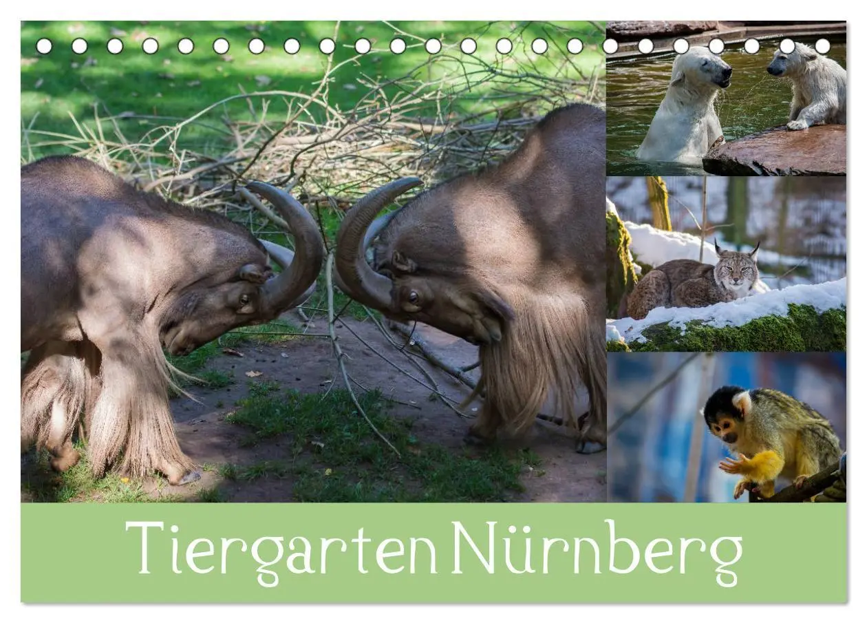 Cover: 9783457909393 | Tiergarten Nürnberg (Tischkalender 2026 DIN A5 quer), CALVENDO...