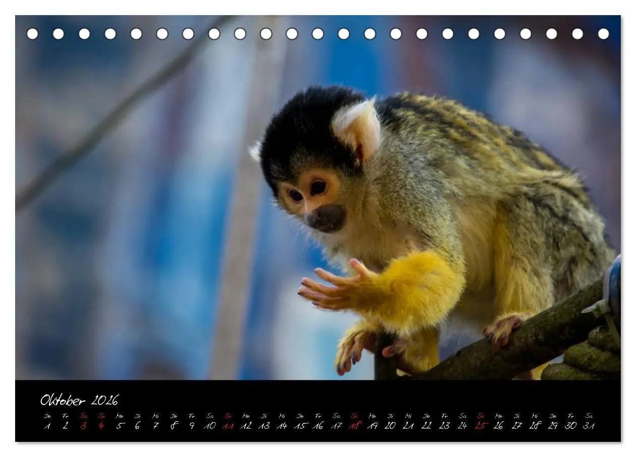 Bild: 9783457909393 | Tiergarten Nürnberg (Tischkalender 2026 DIN A5 quer), CALVENDO...