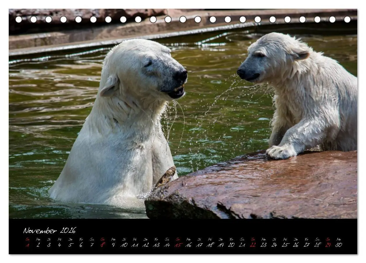 Bild: 9783457909393 | Tiergarten Nürnberg (Tischkalender 2026 DIN A5 quer), CALVENDO...