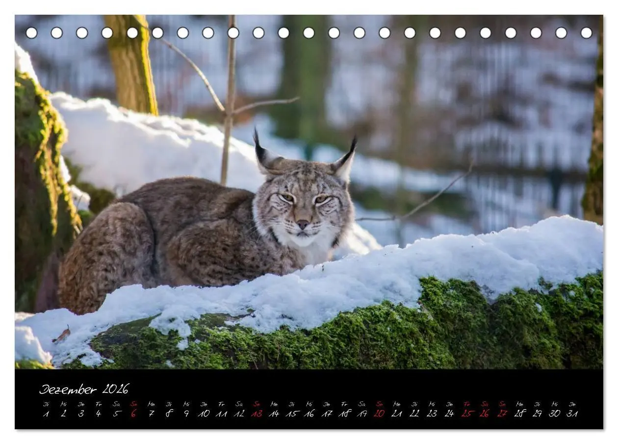 Bild: 9783457909393 | Tiergarten Nürnberg (Tischkalender 2026 DIN A5 quer), CALVENDO...