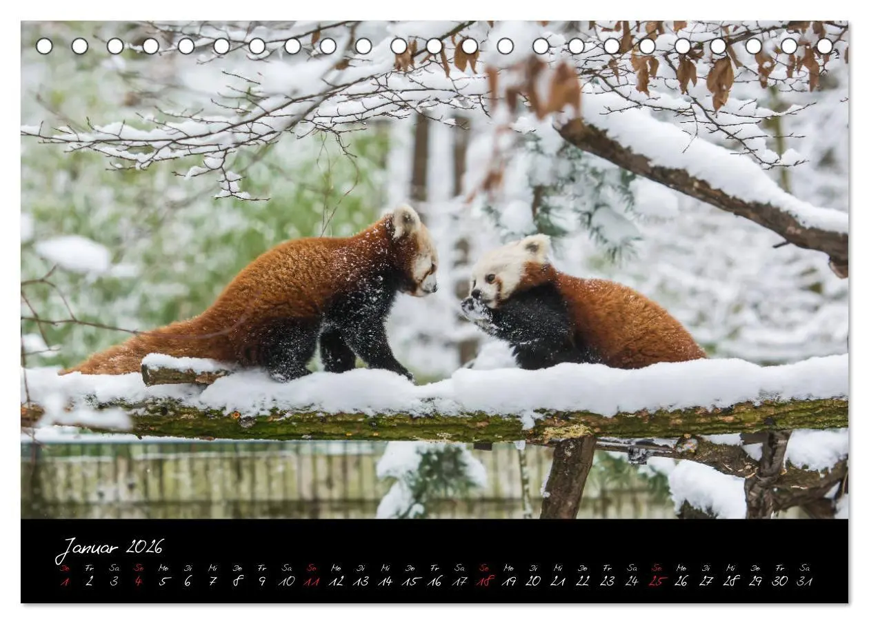 Bild: 9783457909393 | Tiergarten Nürnberg (Tischkalender 2026 DIN A5 quer), CALVENDO...