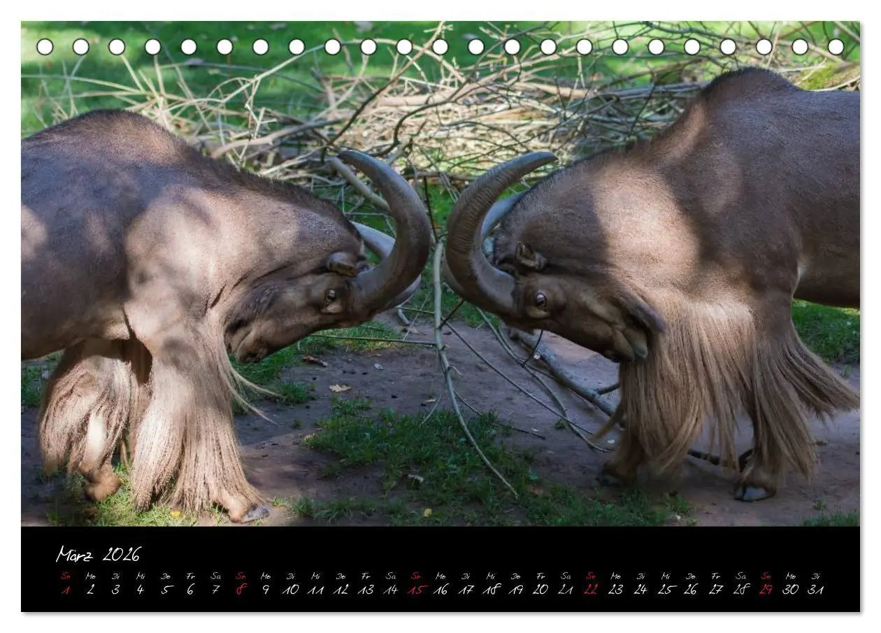 Bild: 9783457909393 | Tiergarten Nürnberg (Tischkalender 2026 DIN A5 quer), CALVENDO...